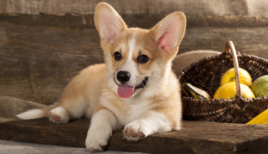 Corgi Puppy Calorie Requirement