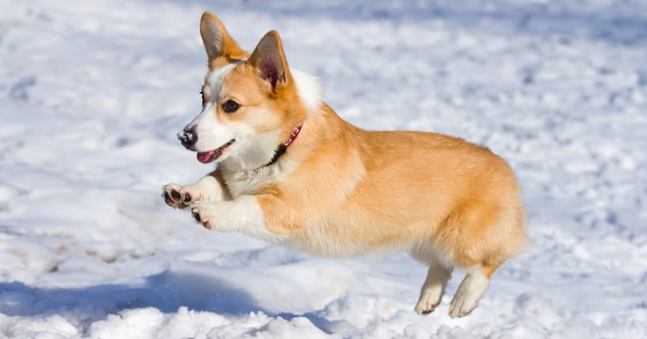 Corgi Weight Score