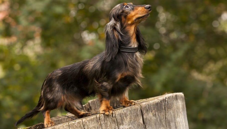  factori de creștere a Dachshund