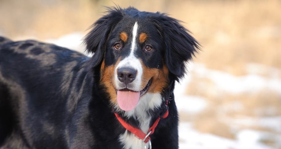 what does it mean if a dog has a purple tongue