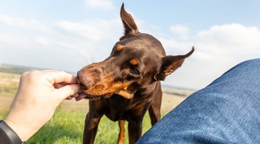 how much to feed a doberman puppy 10 week old