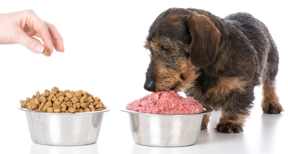 Dog Raw Food Nutrition Requirements