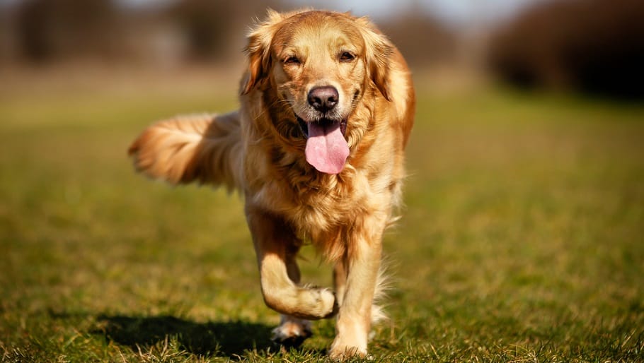 Dog Tongue Anatomy