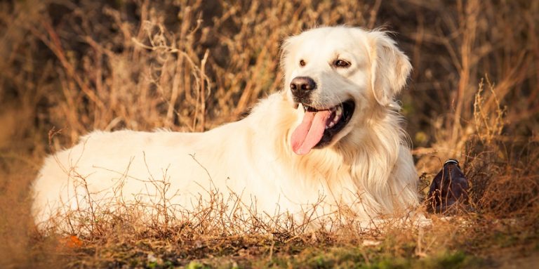 Dog Tongue Color Chart – Tongue Color Symptoms & Causes