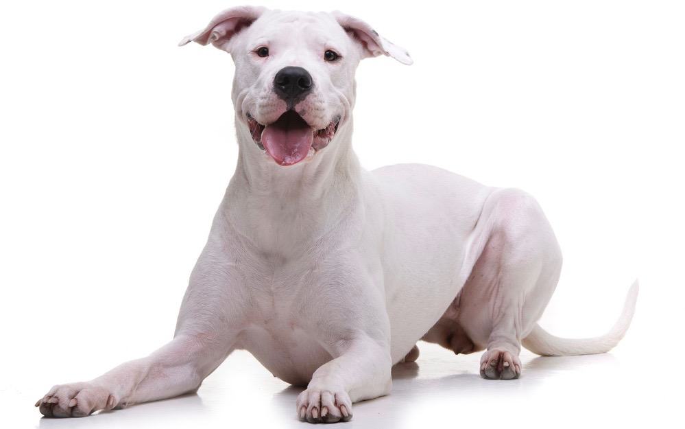 Dogo Argentino Development