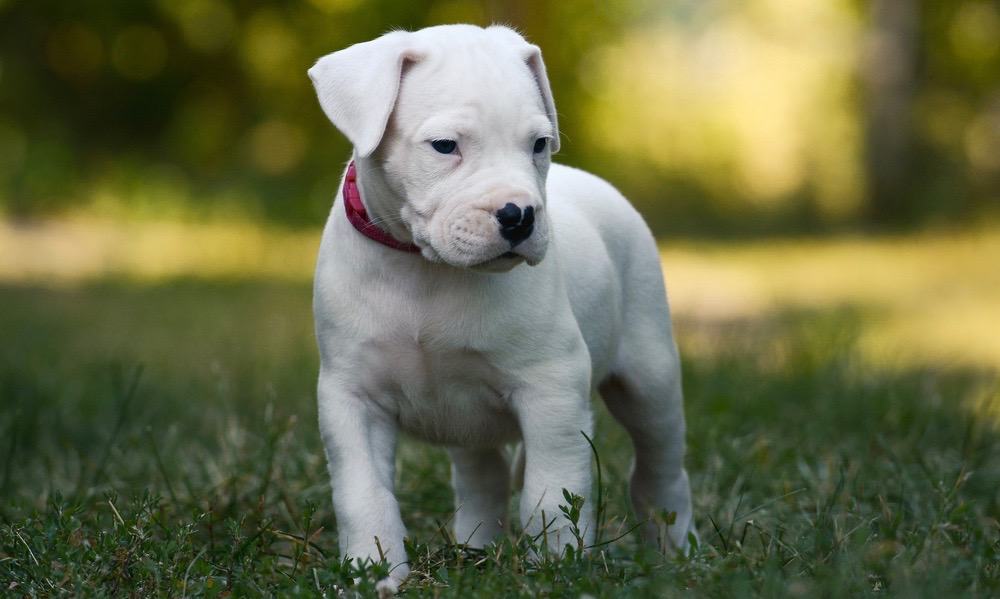 Dogo Argentino Diet