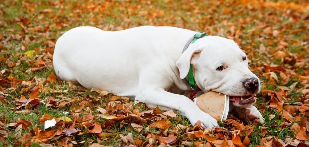 Dogo Argentino Fully Grown