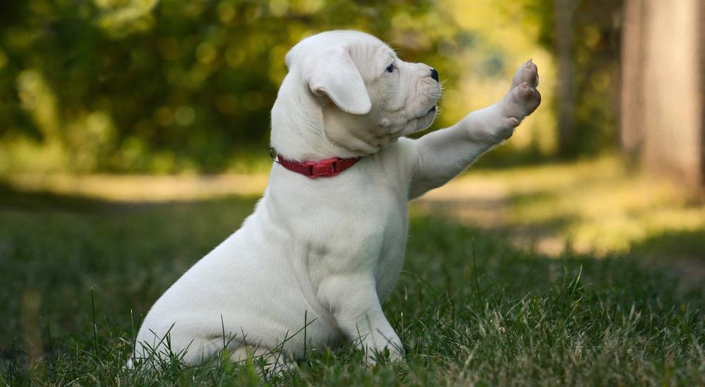 Dogo Argentino Growth