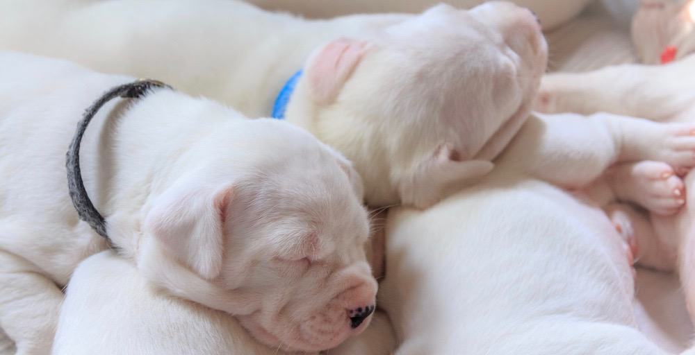 Dogo Argentino Puppy Weight Chart