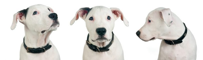 dogo-argentino-weight-chart-size-growth-chart