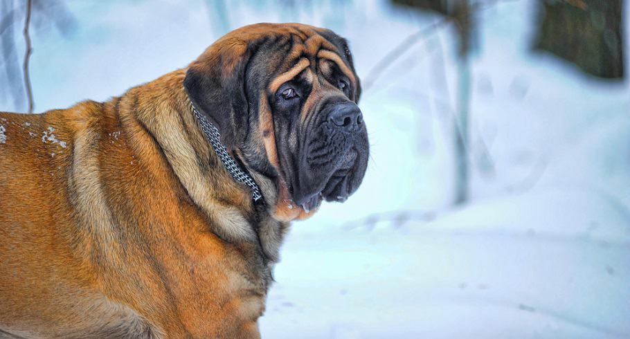 how much should my english mastiff puppy weigh