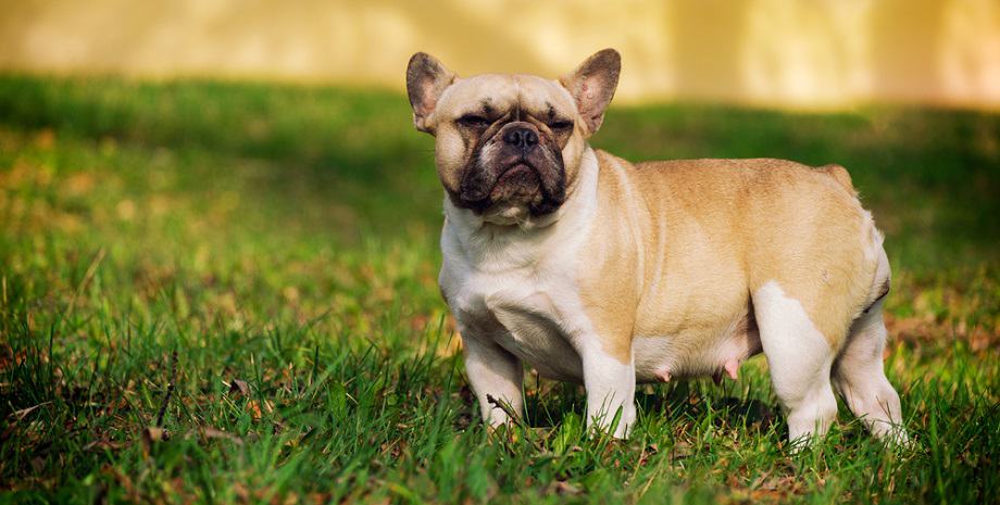 French Bulldog Growth Factors