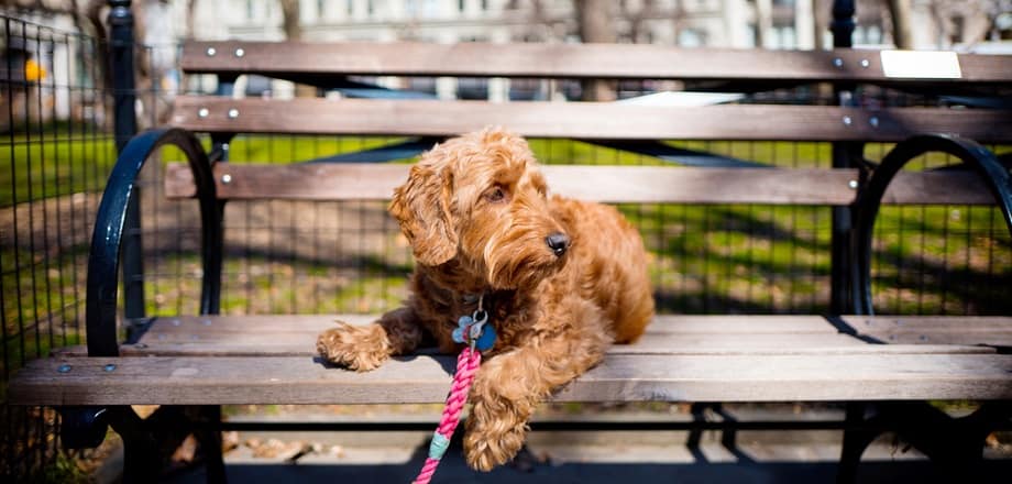  Taille du cou Goldendoodle