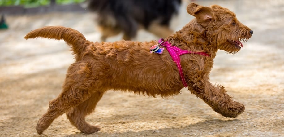 Goldendoodle Tamanho