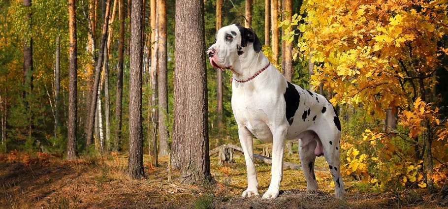 Great Dane Feeding