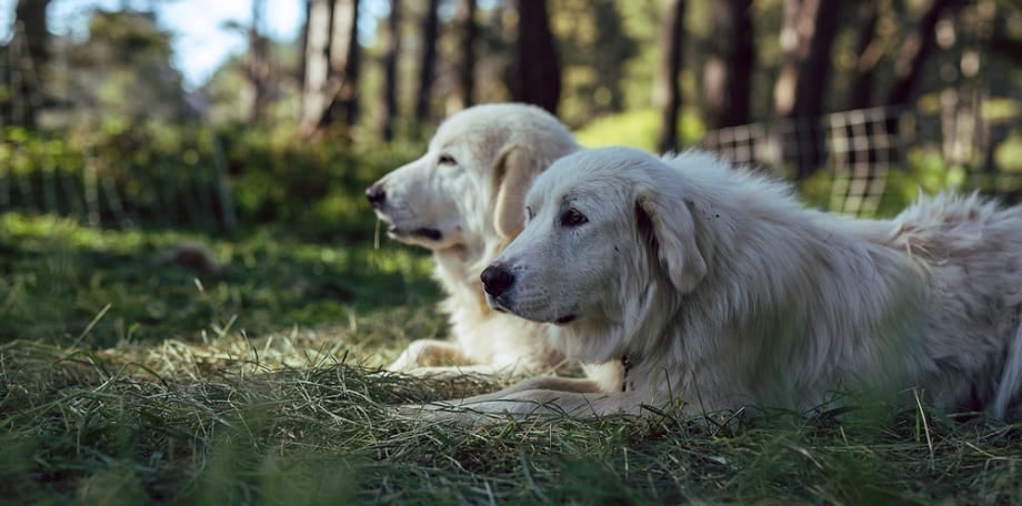 Great Pyrenees Growth Factors