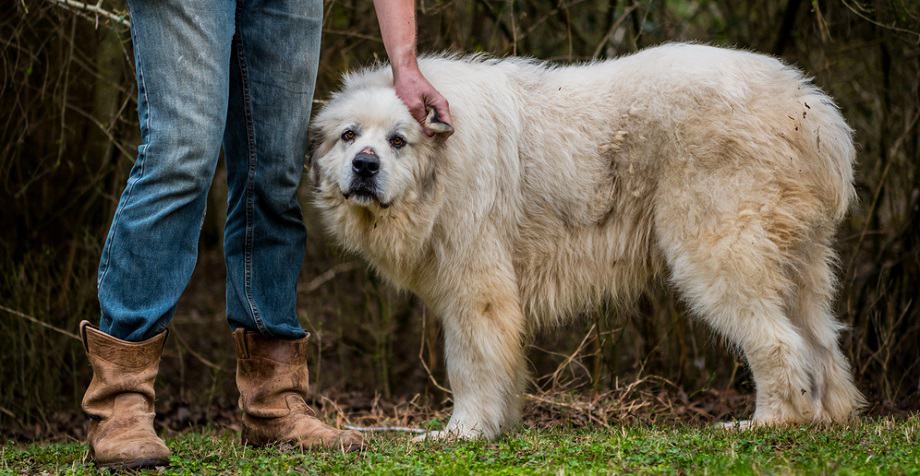 Great Pyrenees Size Chart