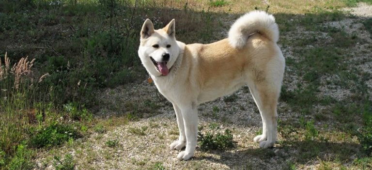 Akita Growth Chart (Weight & Size) | How Big Do Akitas Get