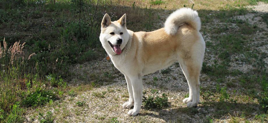 how big do akita inus get