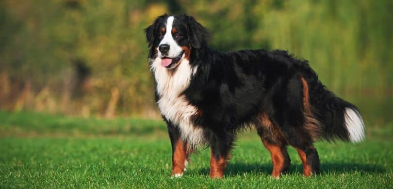 Bernese Mountain Dog Growth Chart | Weight & Size Chart