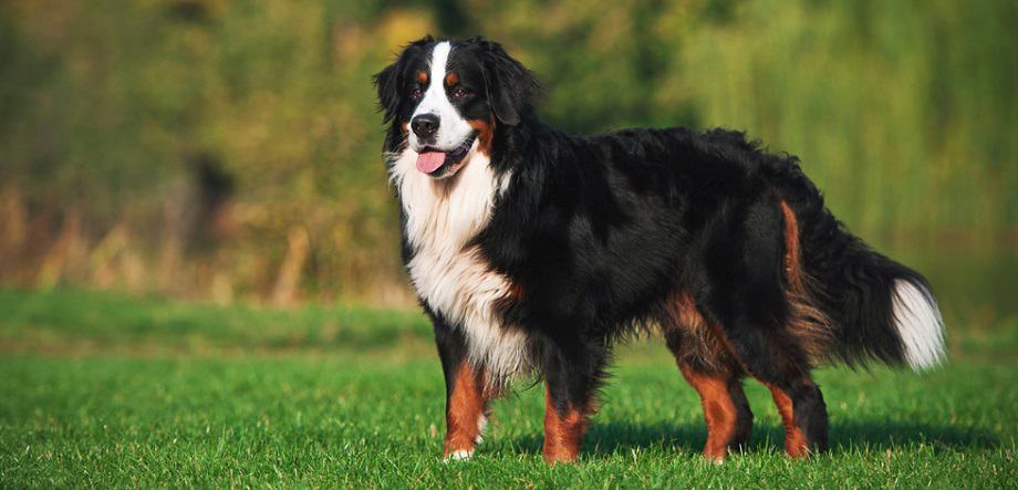 How Big Do Bernese Mountain Dogs Get