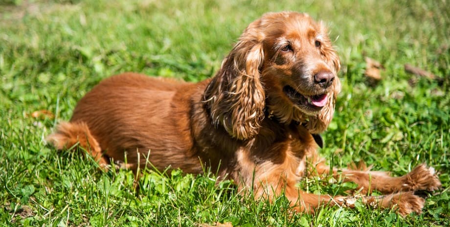 how many puppies do spaniels have