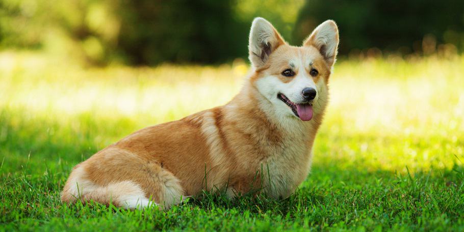 at what age is a pembroke welsh corgi full grown