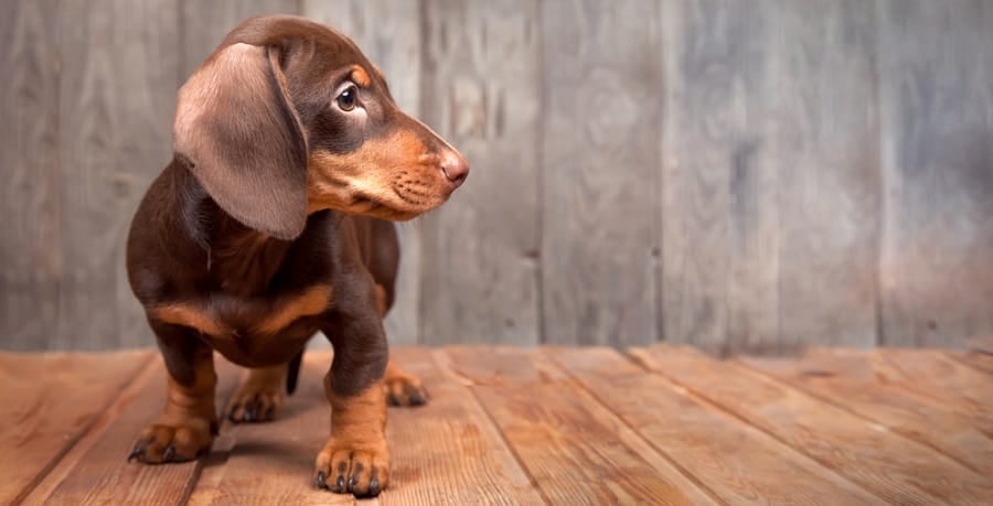 How Big Do Dachshunds Get