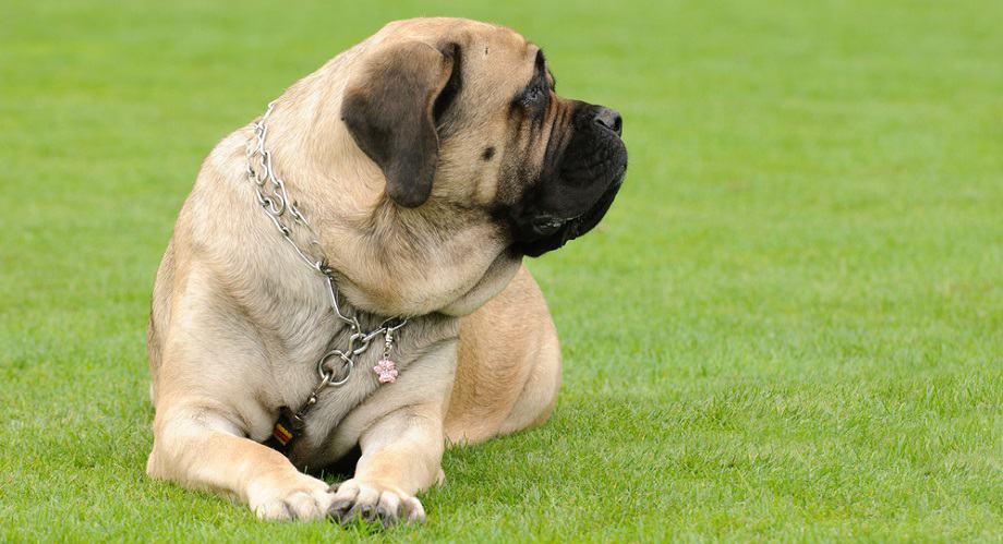 what is the sizeof english mastiff neck