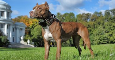 Pitbull Growth Chart & Weight | When Do Pitbulls Stop Growing