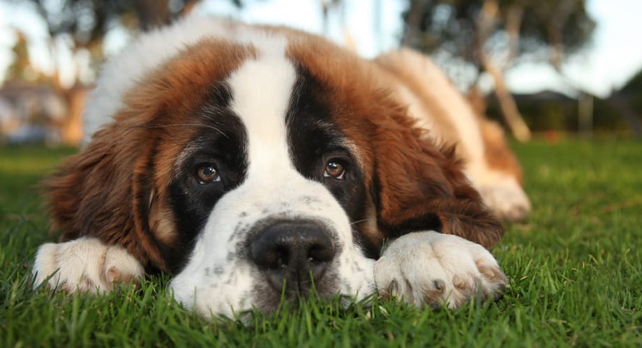 How Big Do Saint Bernards Get