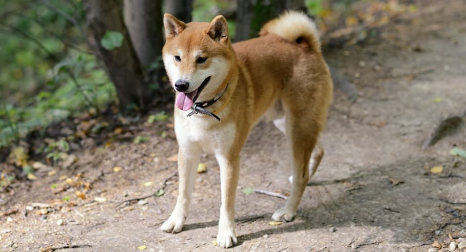 How Big Do Shiba Inu Get