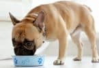 How To Put Weight On A Dog With Sensitive Stomach
