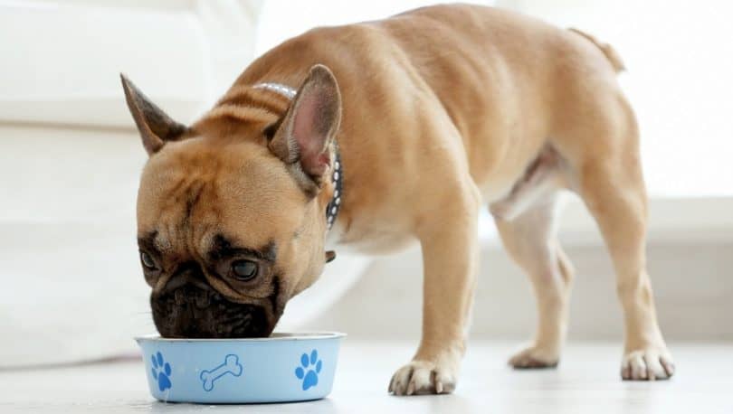 how-to-put-weight-on-a-dog-with-sensitive-stomach