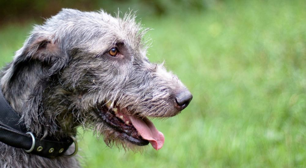 Irish Wolfhound Development