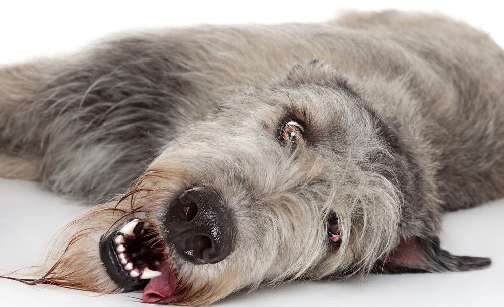 Irish Wolfhound Fully Grown