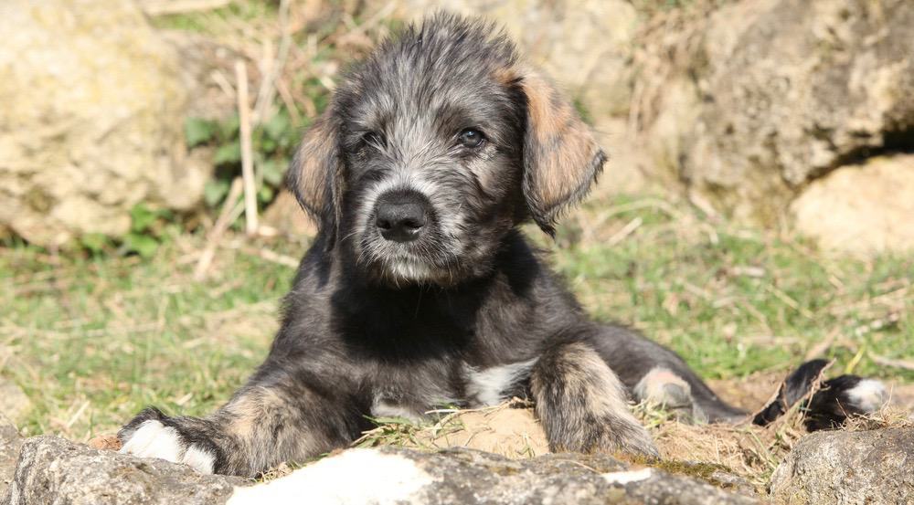 when does a irish wolfhound mature