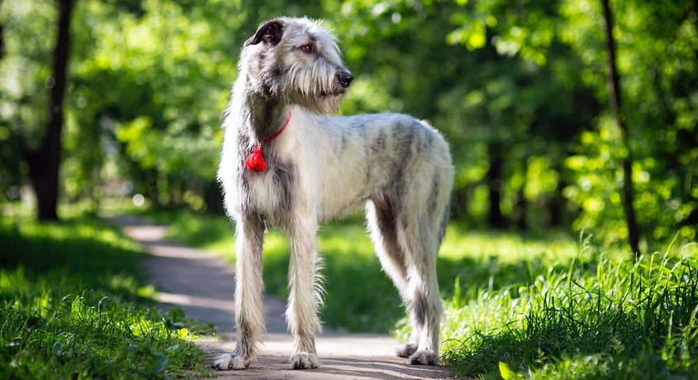 Irish Wolfhound Weight Chart | Size & Growth Chart