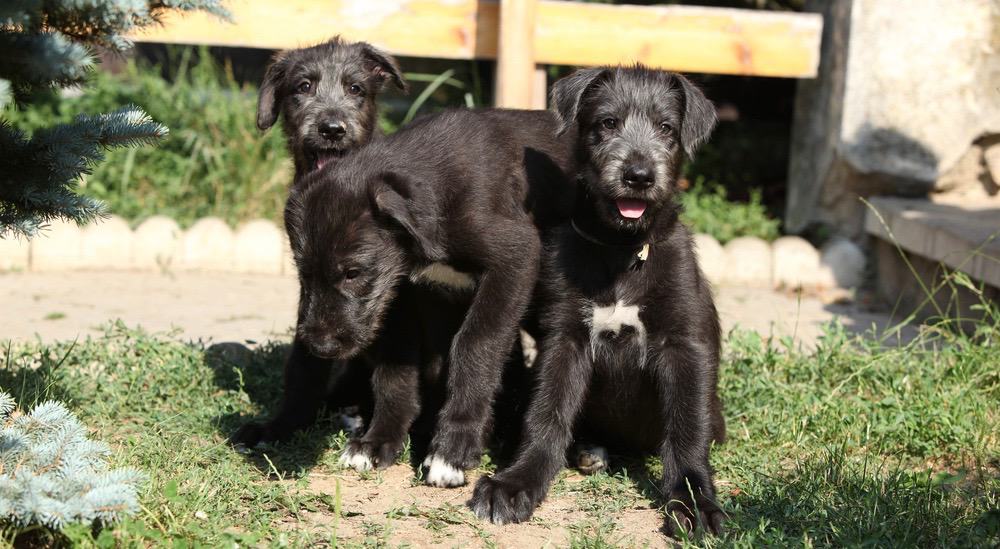 Irish Wolfhound Puppy Development