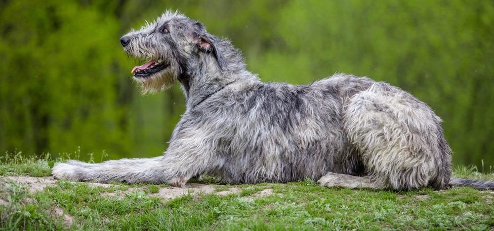 Irish Wolfhound Puppy Weight Chart