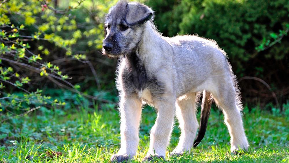 Irish Wolfhound Weight Chart