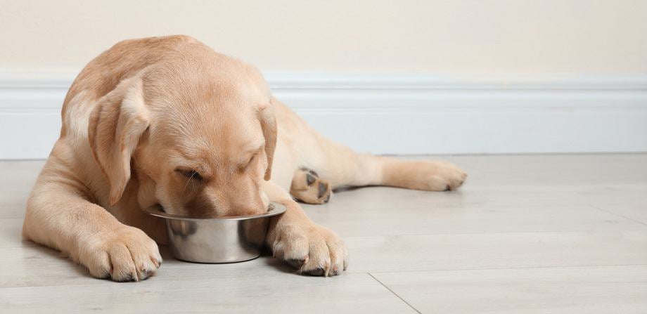 how much food do you feed a lab puppy