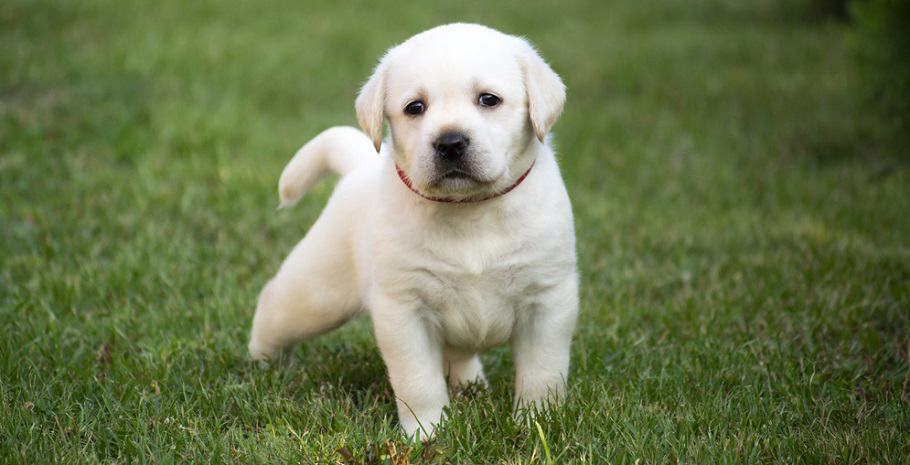 Lab Puppy Exercise Needs