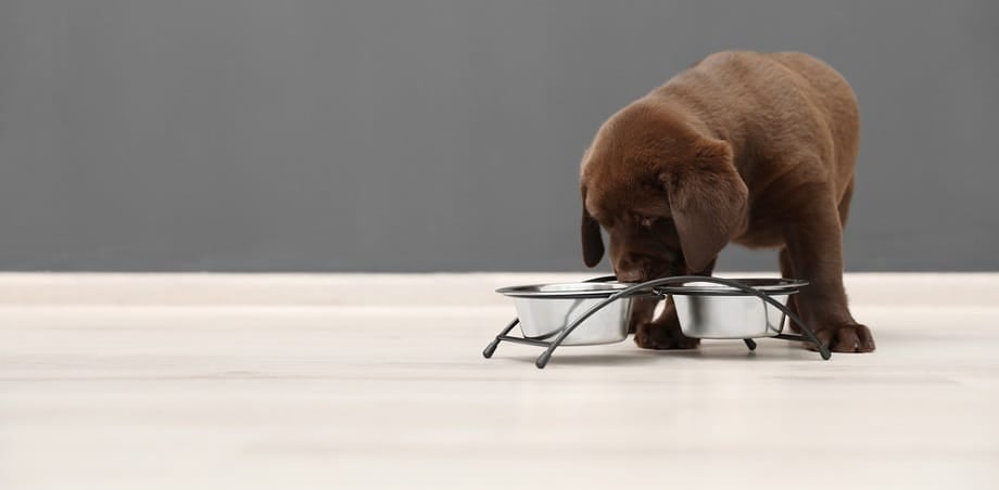 how much do i feed my labrador puppy