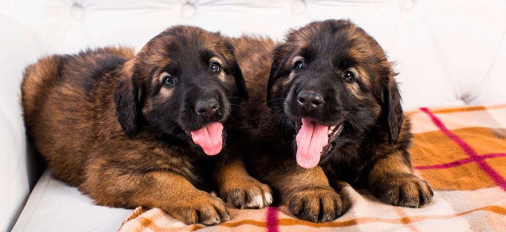 Leonberger Desenvolvimento