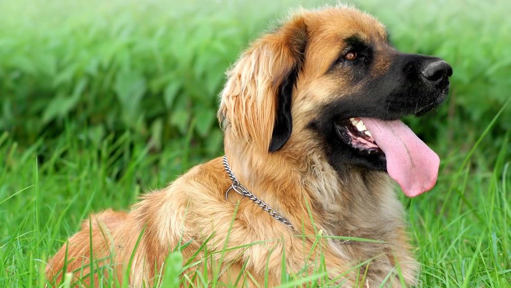 Leonberger ausgewachsen