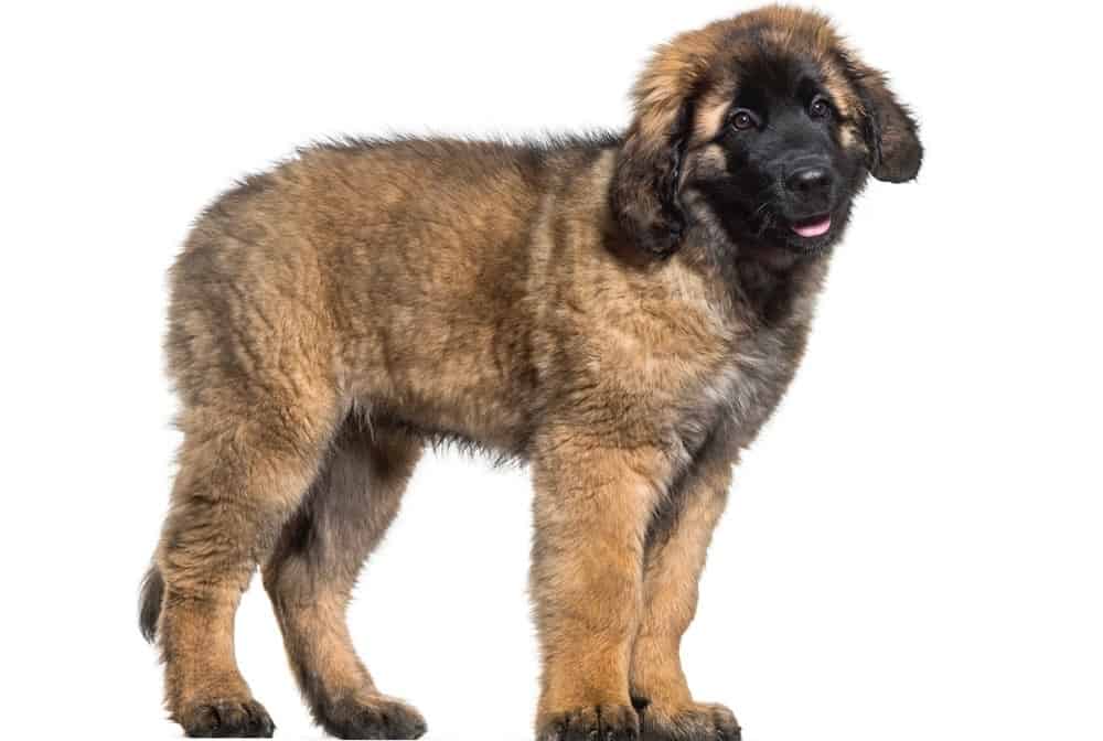  Crecimiento de cachorros Leonberger