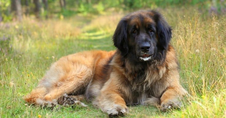 Leonberger Weight Chart | Size & Growth Chart