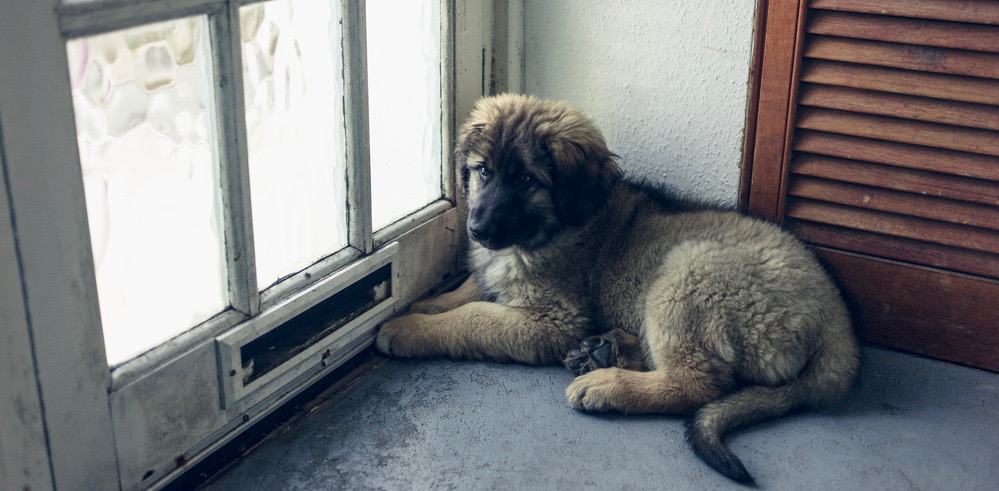 Leonberger hvalp vækst diagram