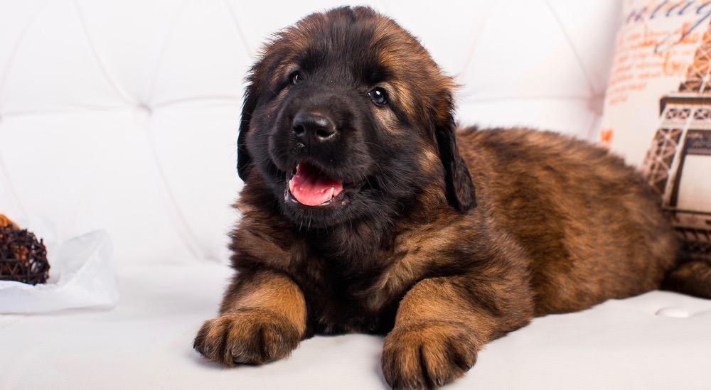 Leonberger Cachorro Gráfico de Peso